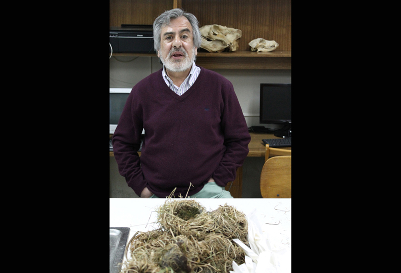 Dr. Jaime Rau presenta avances de su investigación sobre extinción de rapaces en XII Congreso de chileno de Ornitología
