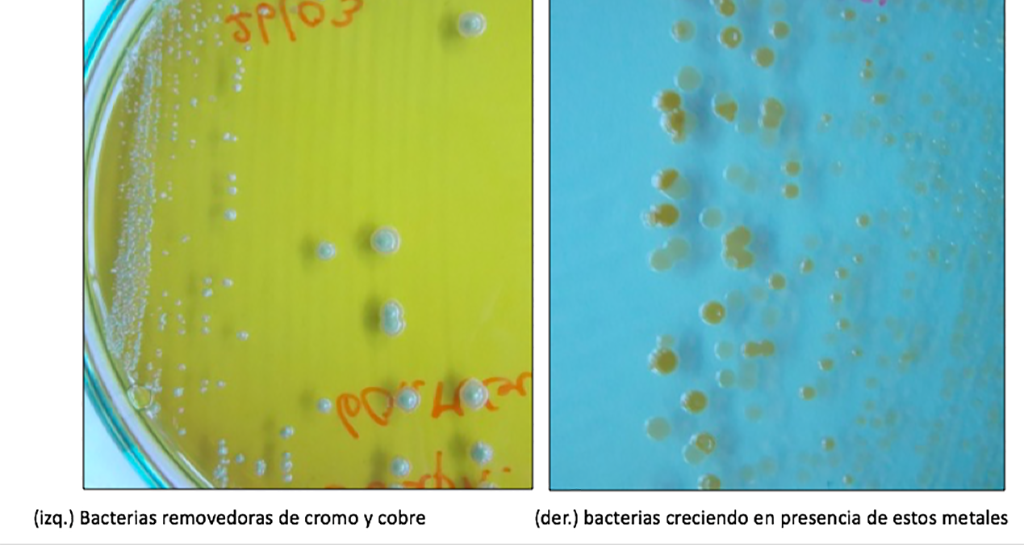 Biorremediación una alternativa para reducir la contaminación por metales pesados en las costas de Quintero