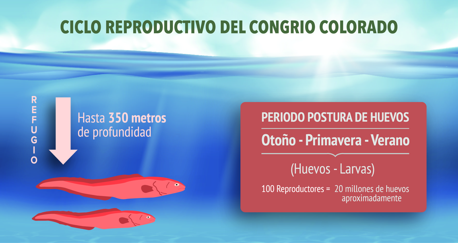 ULagos culmina estudio sobre ciclo reproductivo del congrio colorado