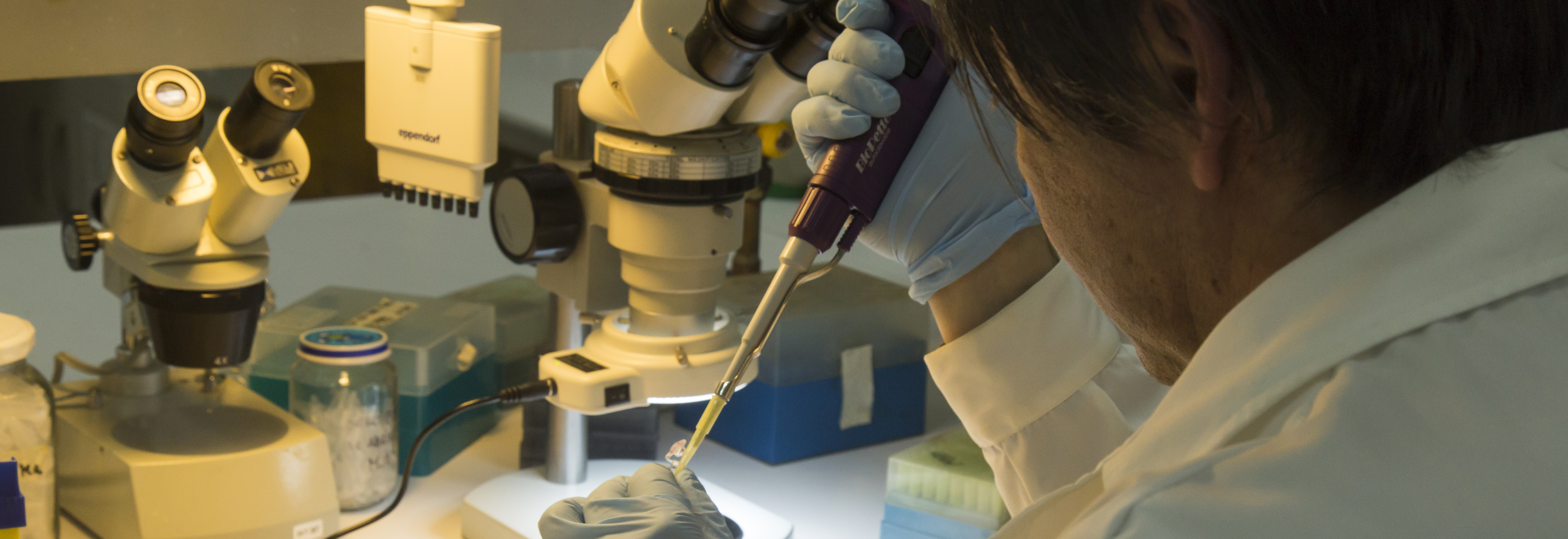 ULagos adjudica 4 proyectos de Investigación Fondecyt de Iniciación 2018