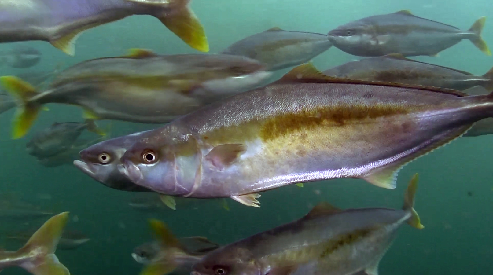Omega-3 de microalgas para una industria salmonera sustentable