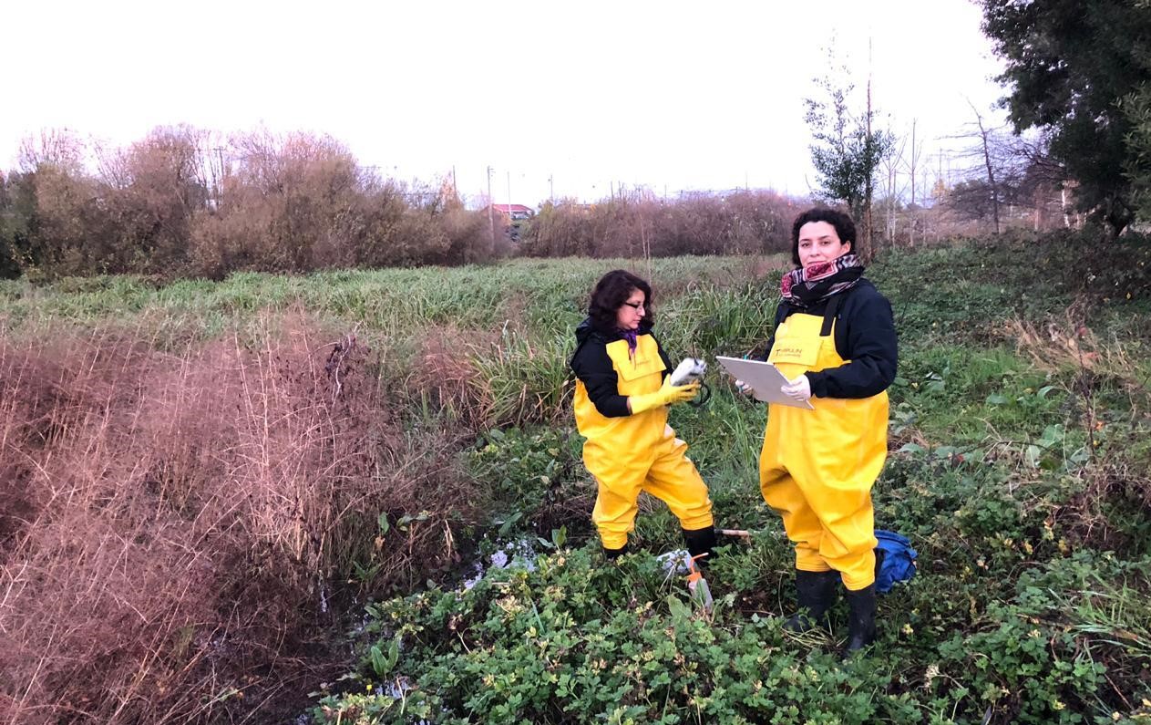 Laboratorio de Limnología de la ULagos determinará causas de contaminación en Humedal de Francke
