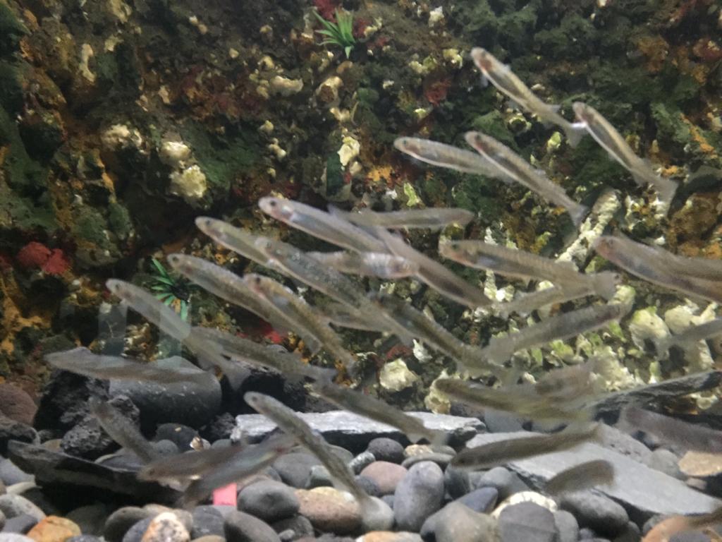 Proyecto sobre engorda de Puyes apunta a beneficiar a los pescadores artesanales