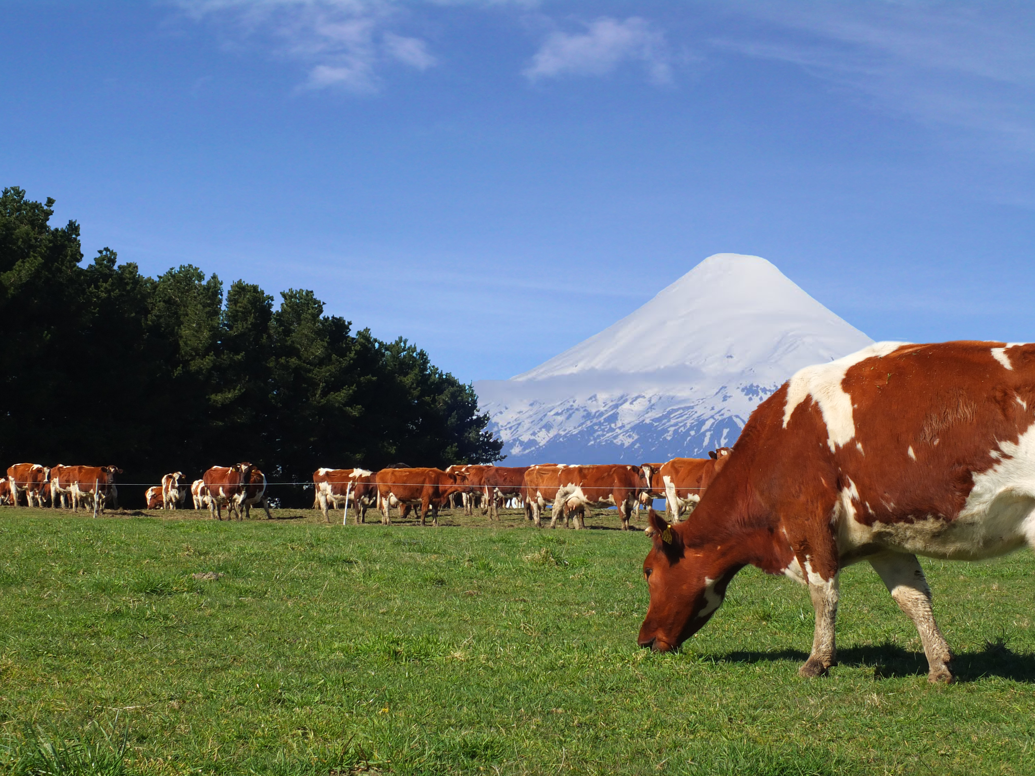 Agronomía de la ULagos organiza ciclo de charlas con foco en sectores productivos