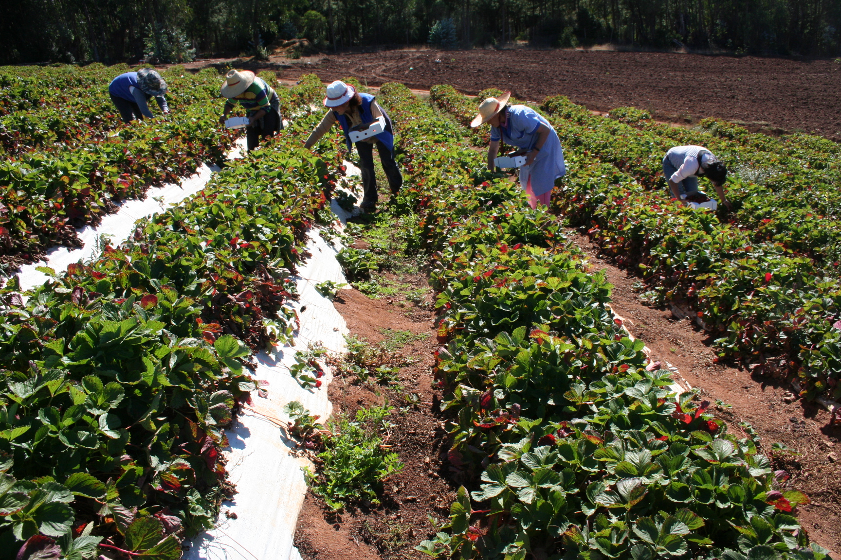 Investigadora busca mejorar situación de la pequeña agricultura en Chile y América Latina