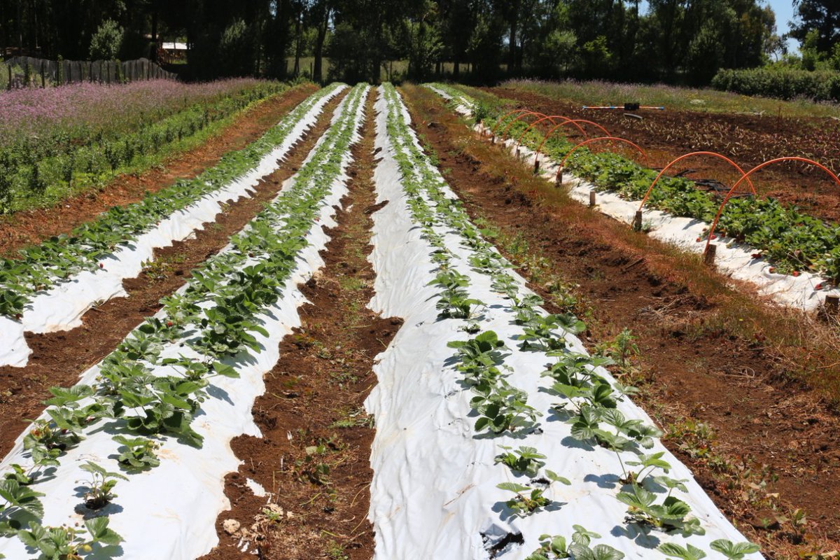 Directora de RIMISP Chile presentó estudio que revela cómo la pandemia ha afectado la seguridad alimentaria de la Región de Los Lagos