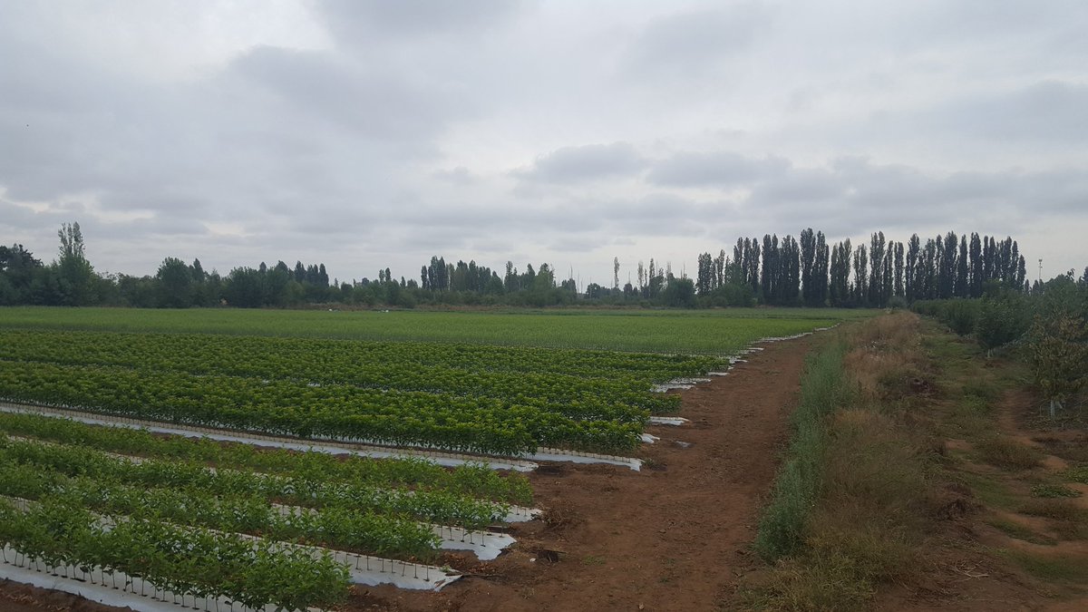 Académica sostiene que deberíamos conocer de cuál sistema alimentario proviene lo que comemos