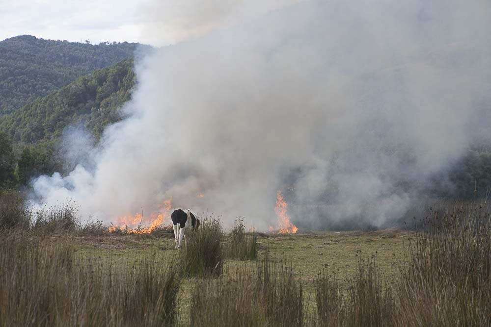 Tesis doctoral estudió efectos de los incendios en la biodiversidad de la fauna en los bosques del sur de Chile