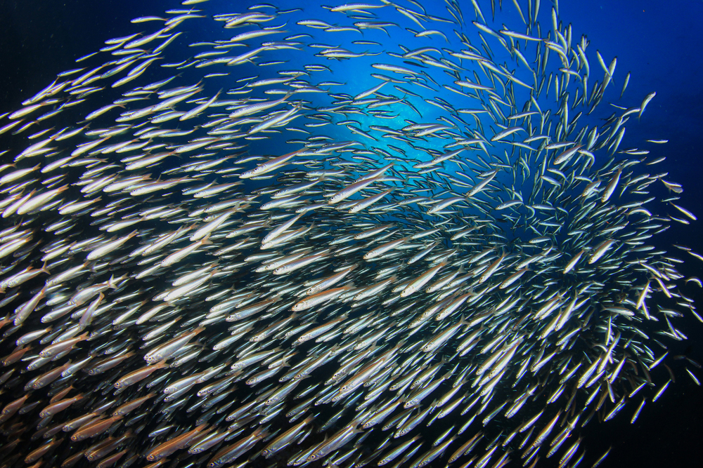 Investigación revela preocupante impacto del calentamiento global en especies marinas