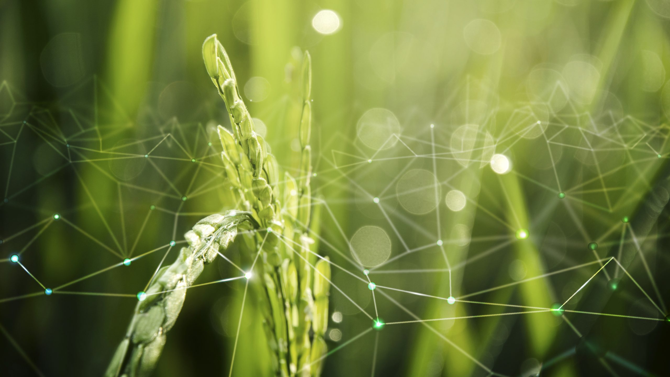 ULagos y Patagonia LabSpace lanzan 1er Concurso en Innovación en Alimentos