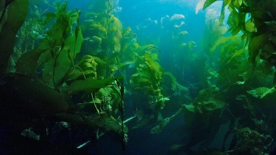 Centro i~mar adjudica Núcleo Milenio de agronomía marina