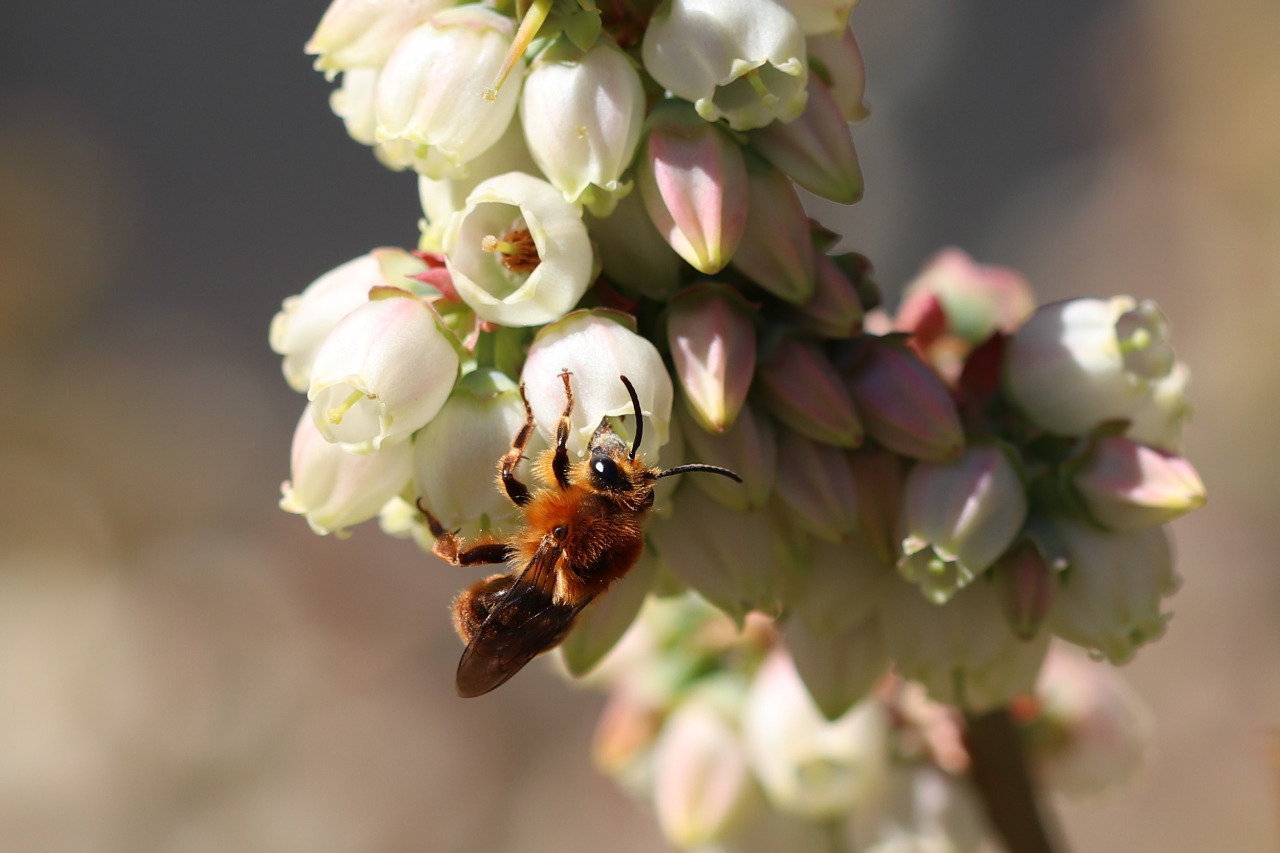 Instituto de Ecología y Biodiversidad se adjudicó importante Fondo Basal