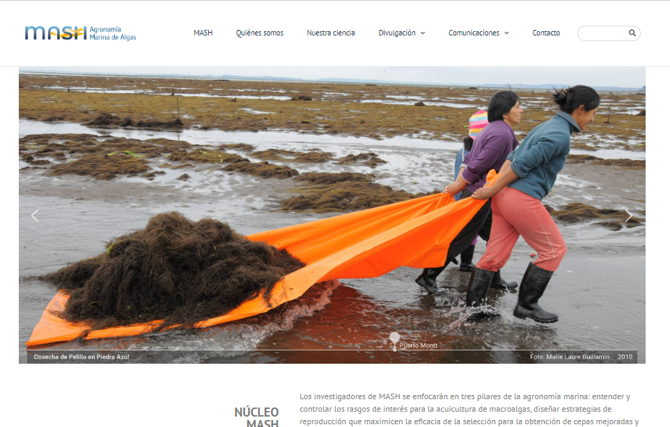 Investigación en macroalgas:  Núcleo Milenio MASH lanza su sitio web