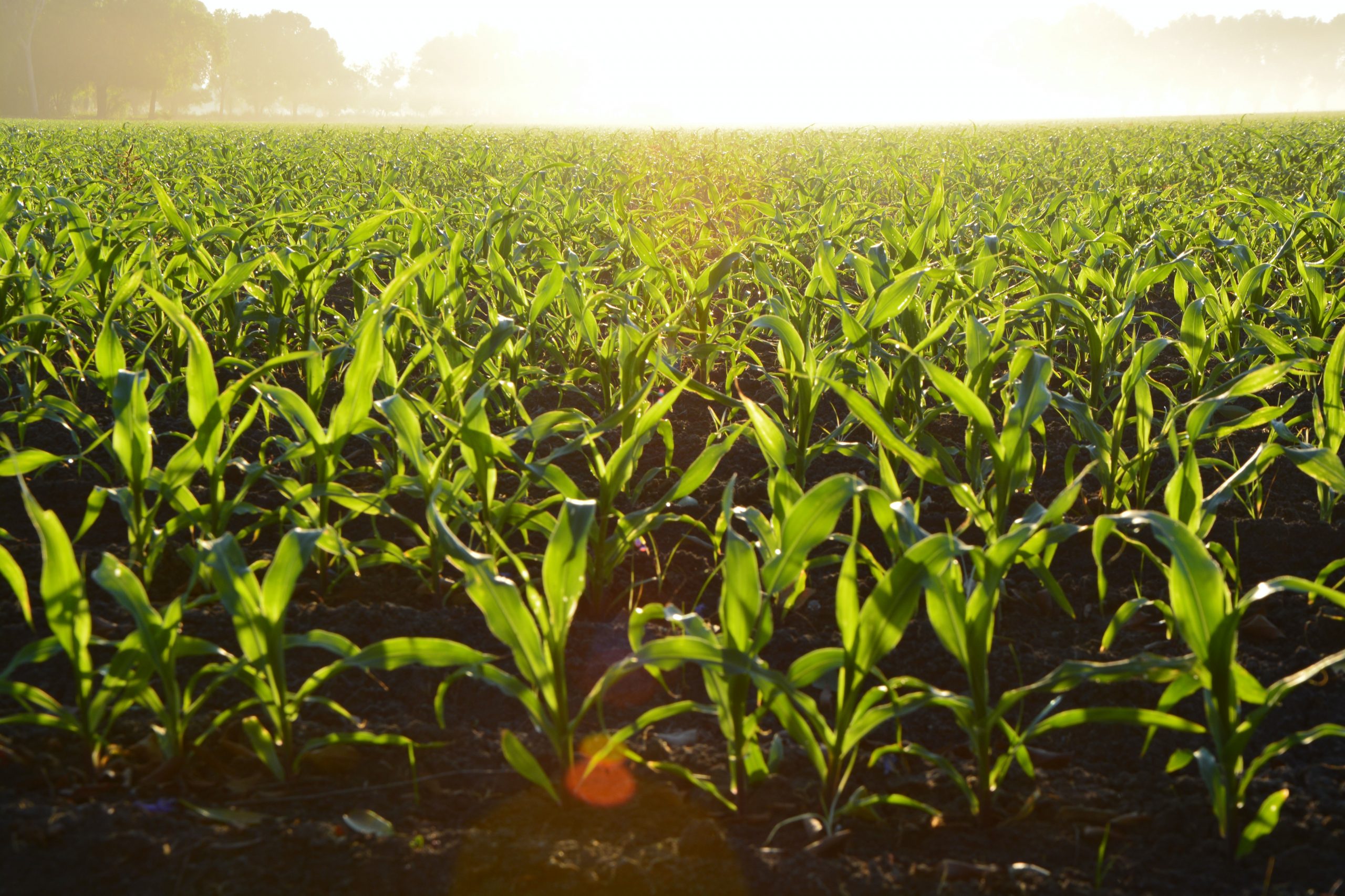 Presentan libro sobre mejoramiento genético de plantas y su impacto para una agricultura sostenible