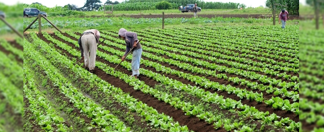 Nuevos avances de investigación sobre impacto del Covid-19 en la agricultura familiar