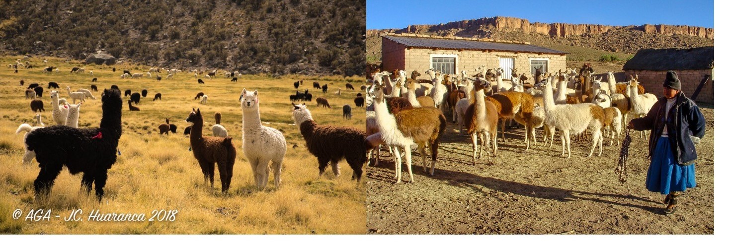 Investigador ULagos expone efectos de la ganadería sobre especies en peligro de extinción