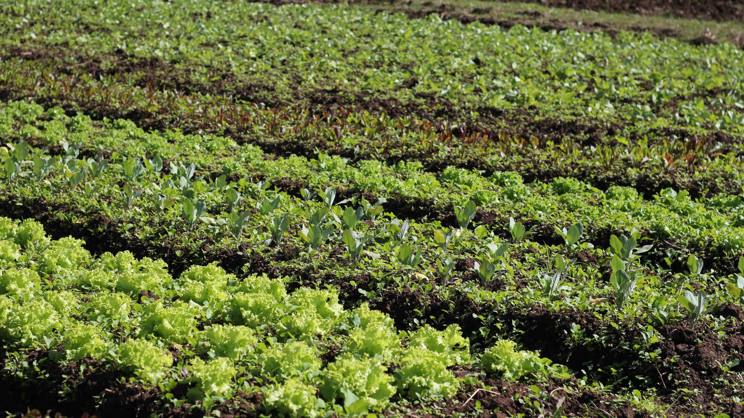 Investigadora expuso sobre cómo la agroecología disminuye los efectos del cambio climático