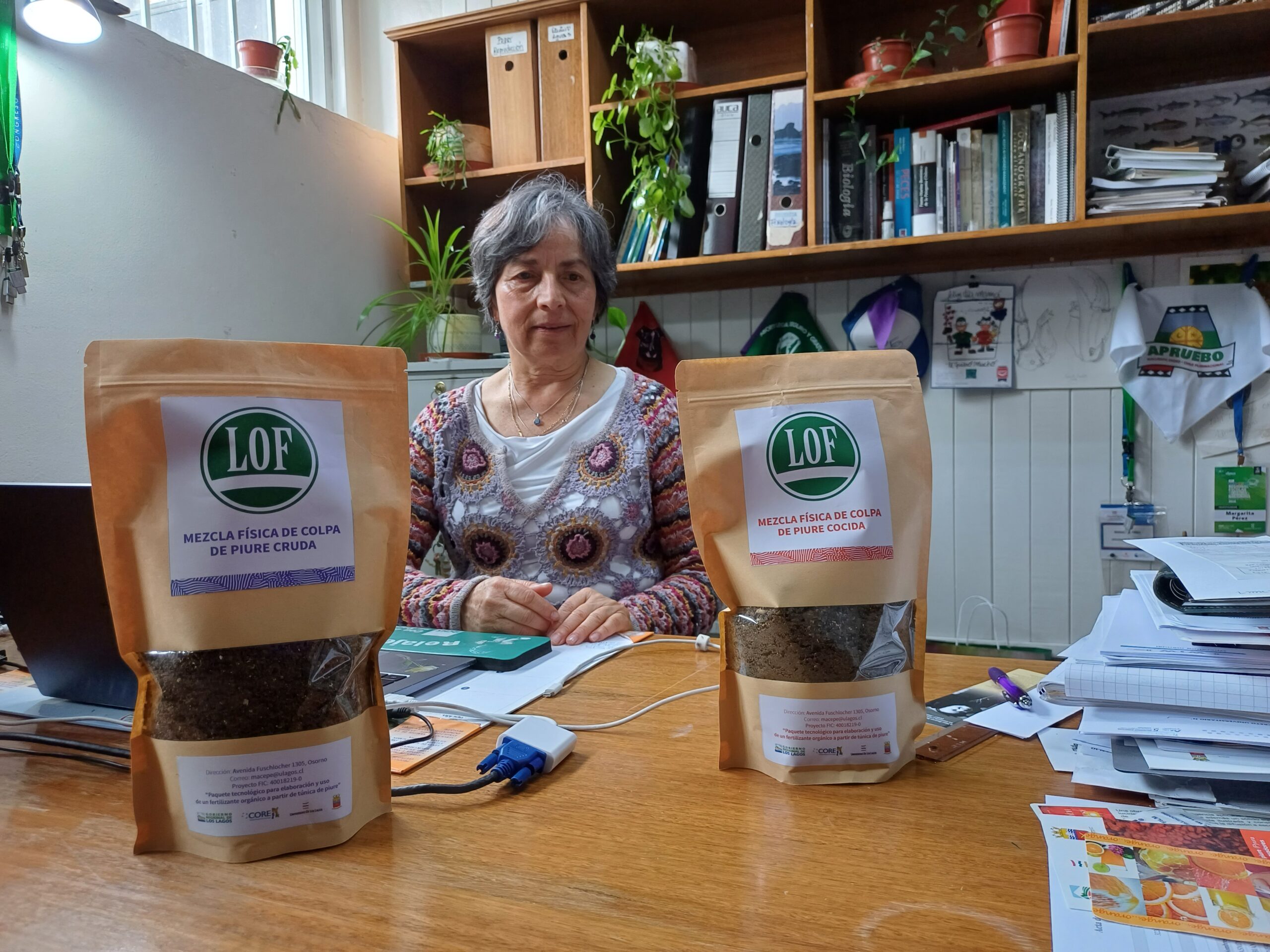 Culmina exitoso proyecto ULagos que utiliza los desechos del desconche del piure como potente fertilizante