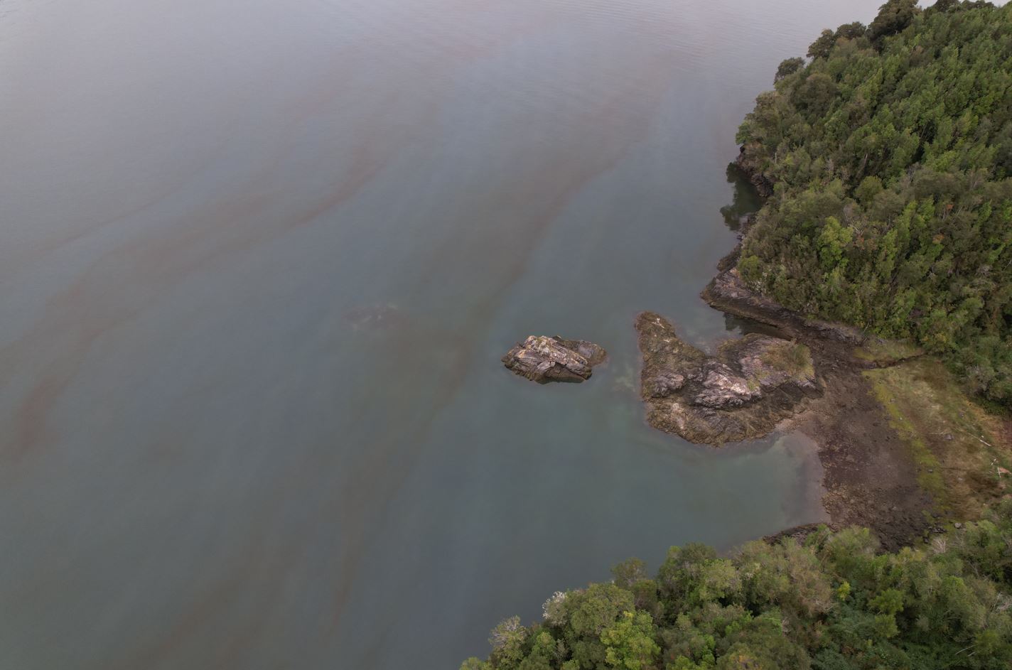 Floración algal en Hornopirén podría deberse a condiciones climáticas según investigadores del Centro i~mar