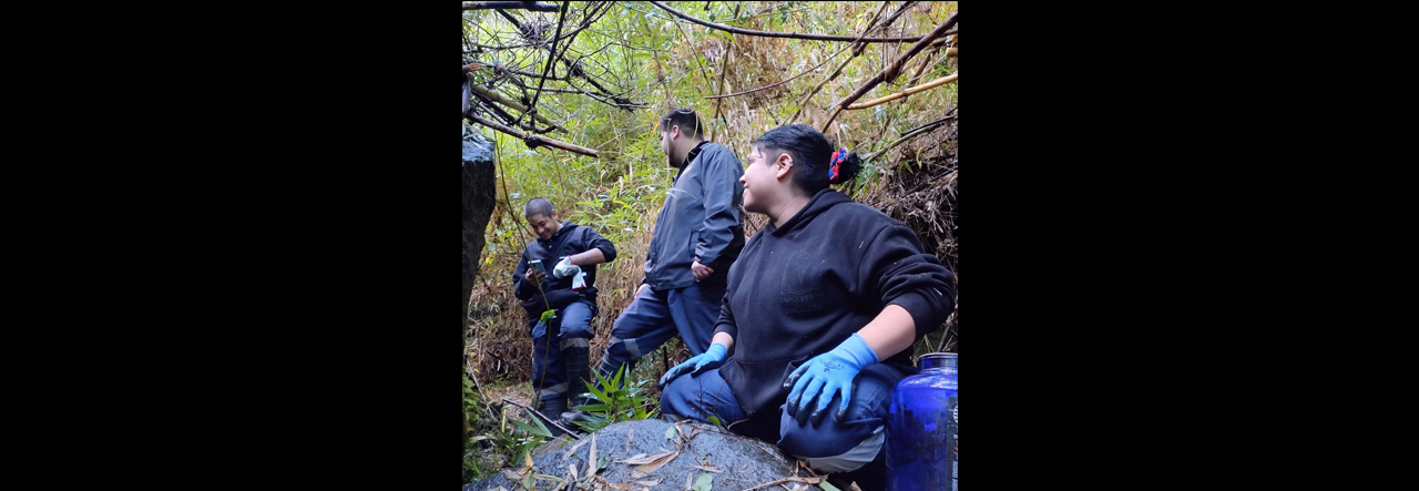 Cifra récord de estudiantes integran el Voluntariado Ambiental 2024