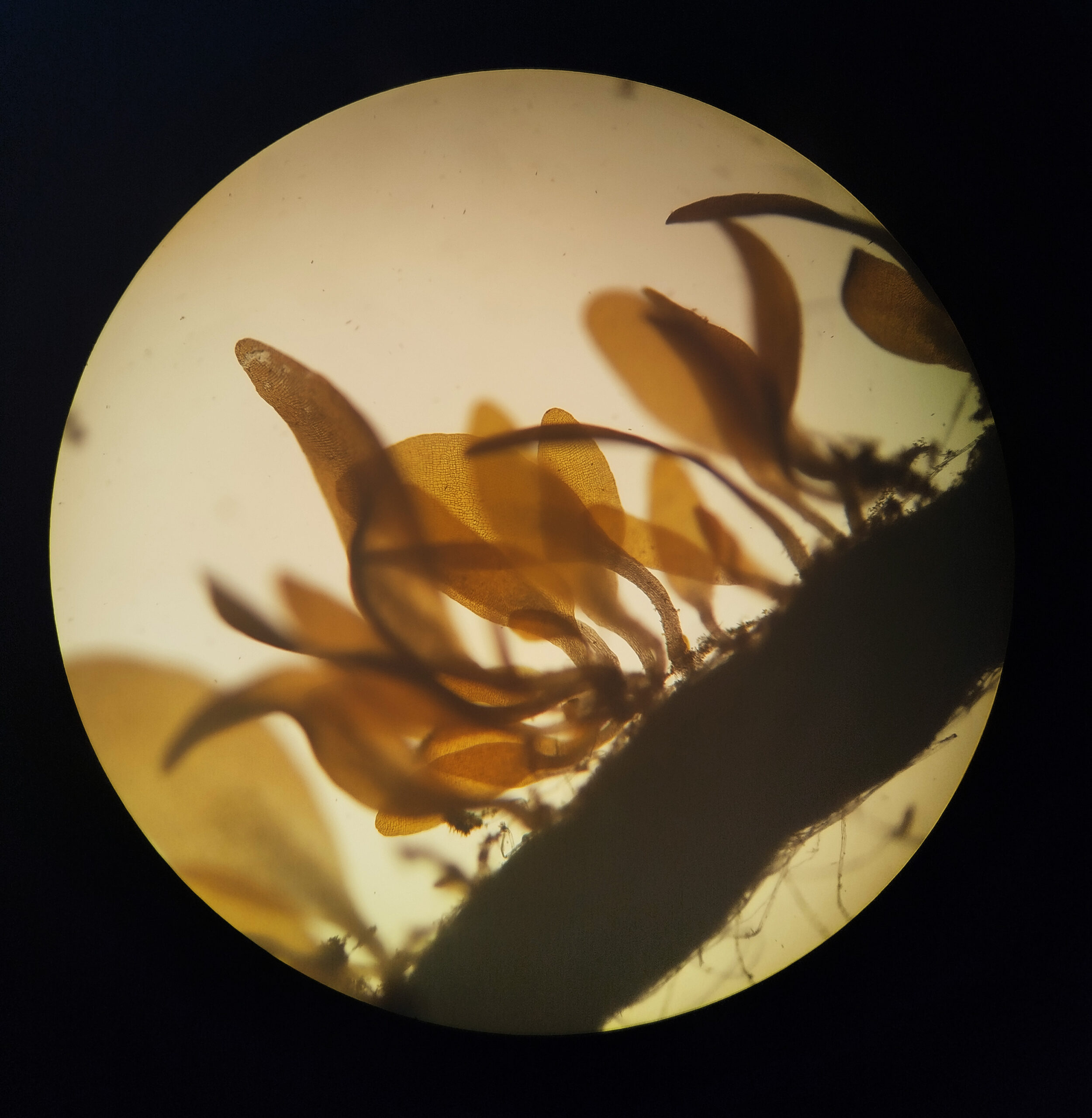Científicos de la ULagos revelan diferencias clave en la reproducción y desarrollo del alga Macrocystis