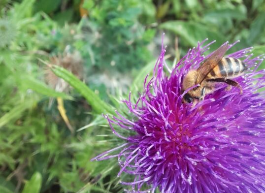 OPINIÓN: 20 de mayo Día Mundial de las Abejas
