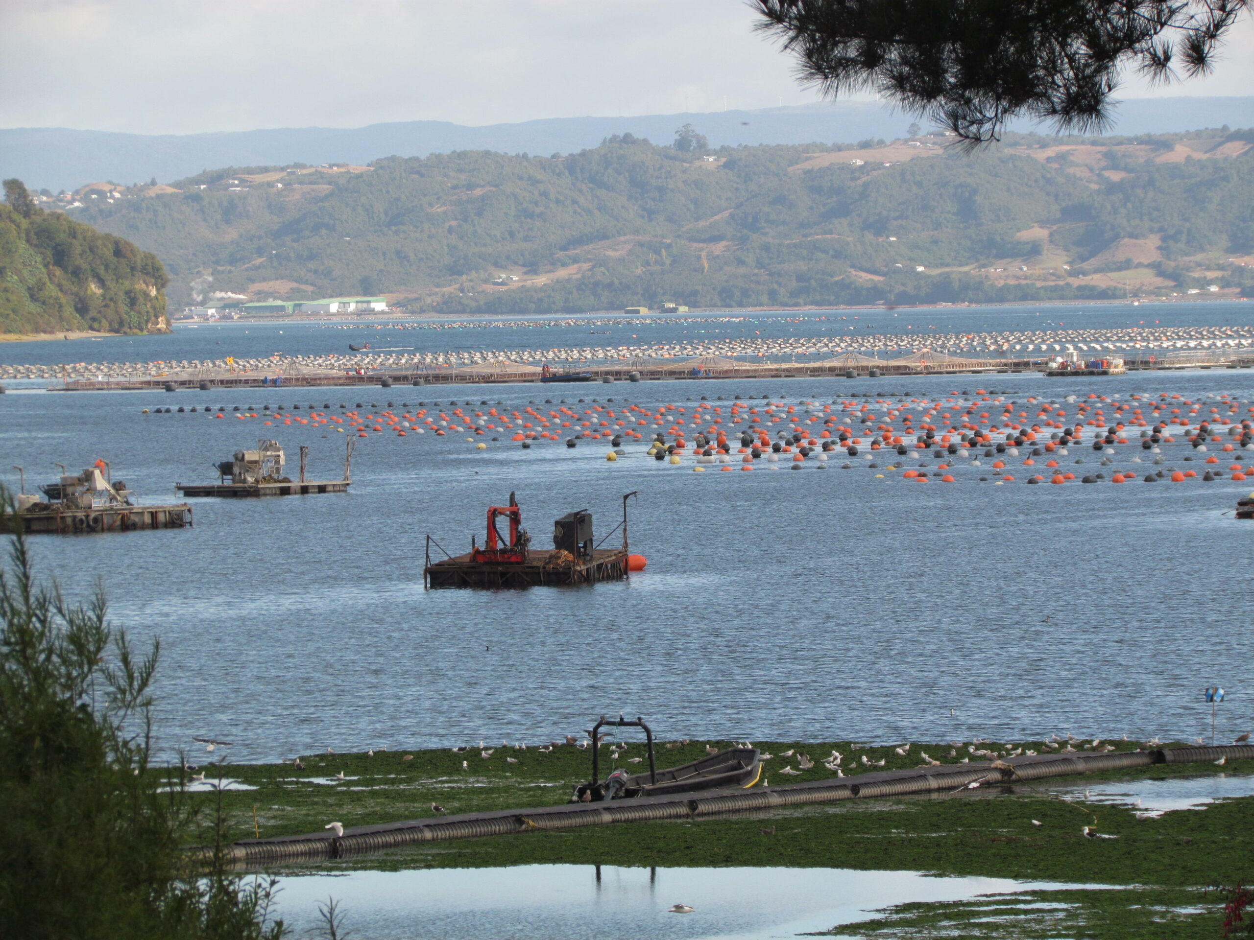 Investigación revela nuevas formas de organización ciudadana frente a conflictos socioambientales en la costa sur de Chile
