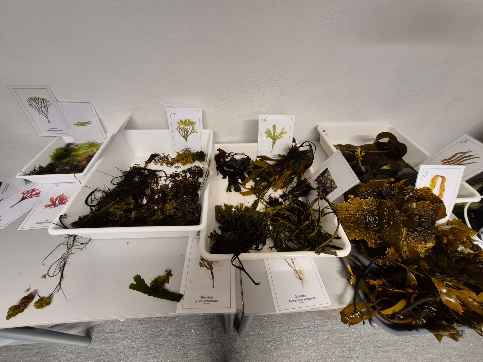 Investigadora de la Universidad de Los Lagos realiza pasantía en Universidad Nord para fortalecer estudios sobre macroalgas