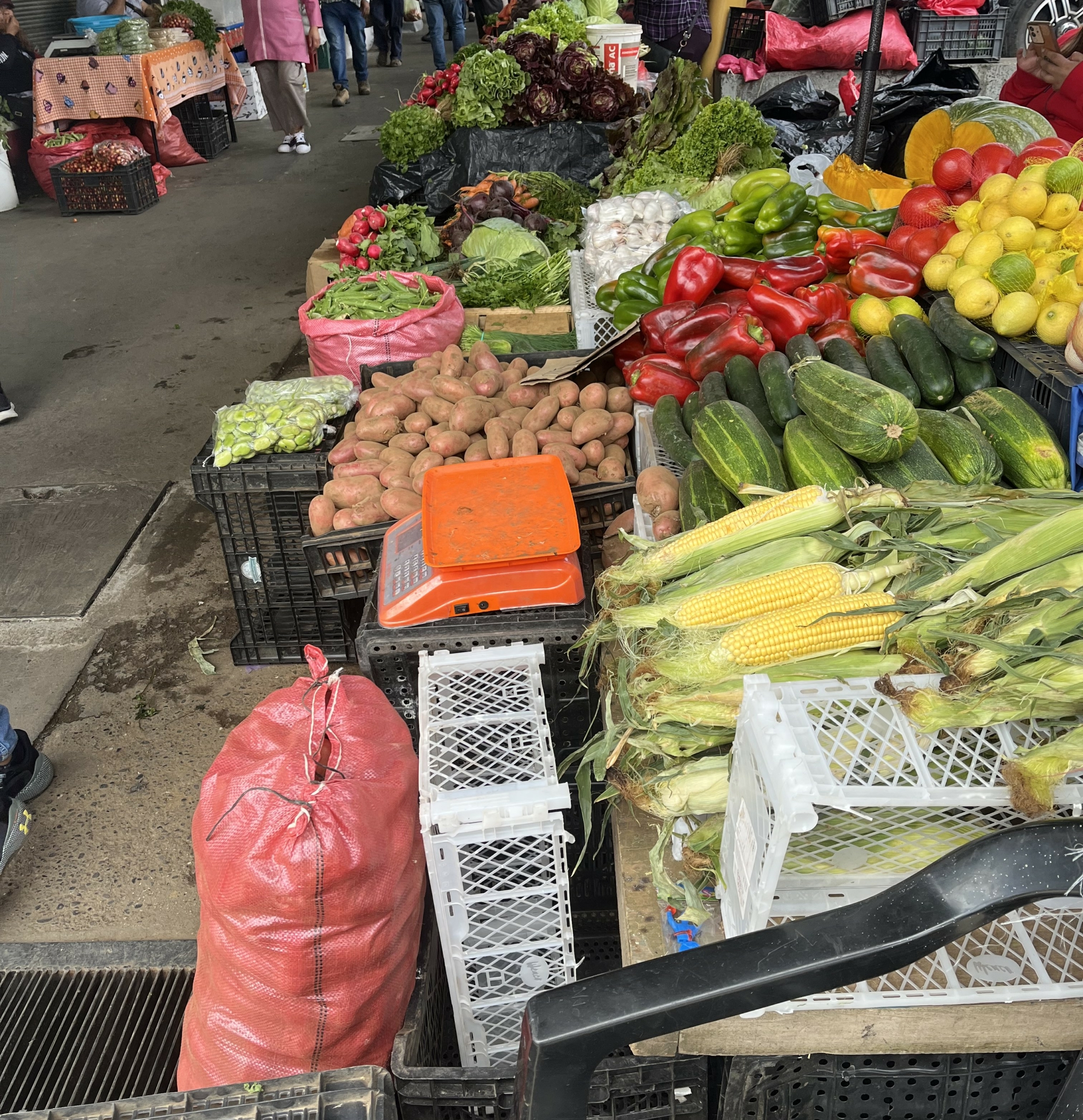 Estudio identifica brechas y desafíos en la economía familiar campesina en la provincia de Osorno