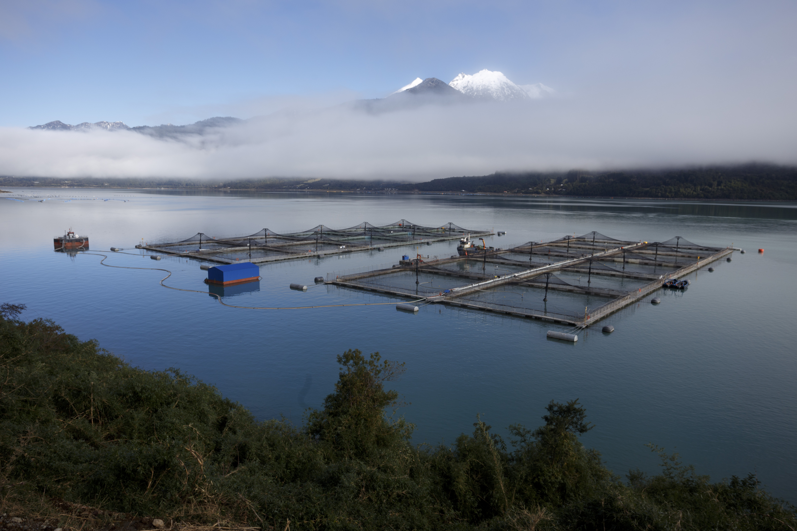Artículo analiza las estrategias de poder detrás de la expansión de la salmonicultura en Chile