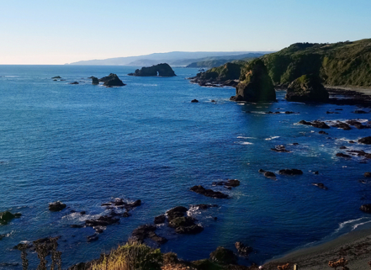 Estudiantes del programa de Doctorado en Ciencias obtienen Becas de ANID