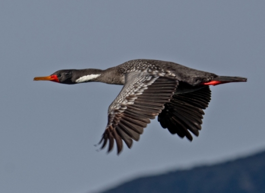 Investigación doctoral revela claves para la conservación del cormorán lile en las costas del sur de Chile