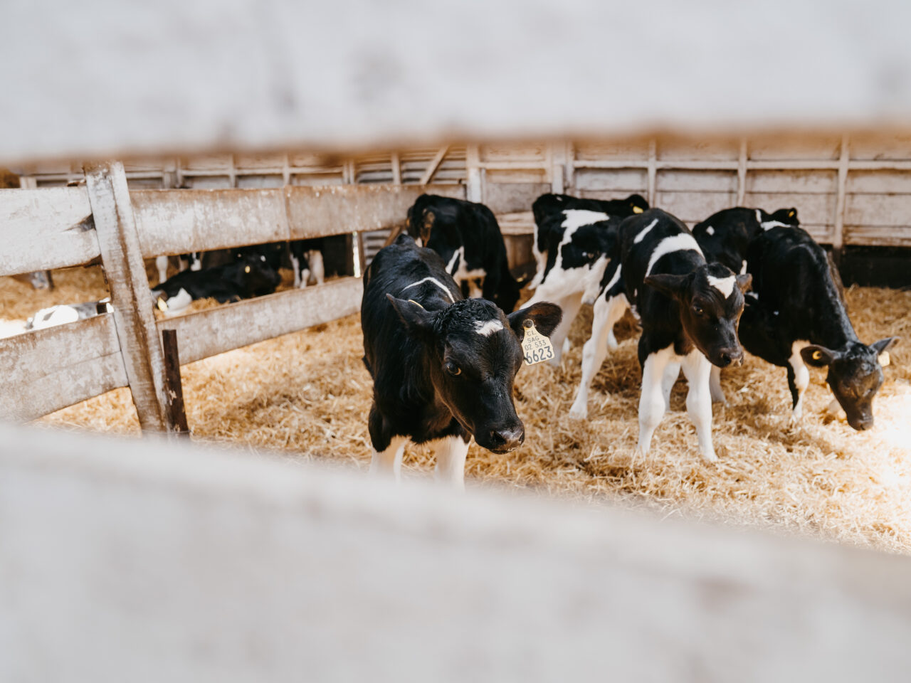 ULagos explorará el potencial biotecnológico de las papas nativas creando probiótico para terneros